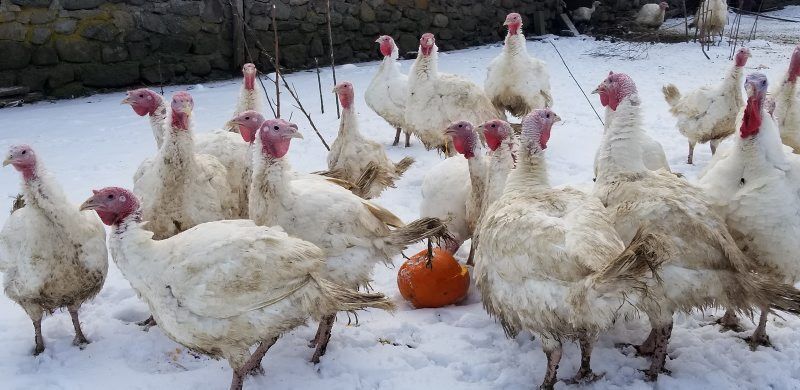 N-Post-Turkey-1.jpg